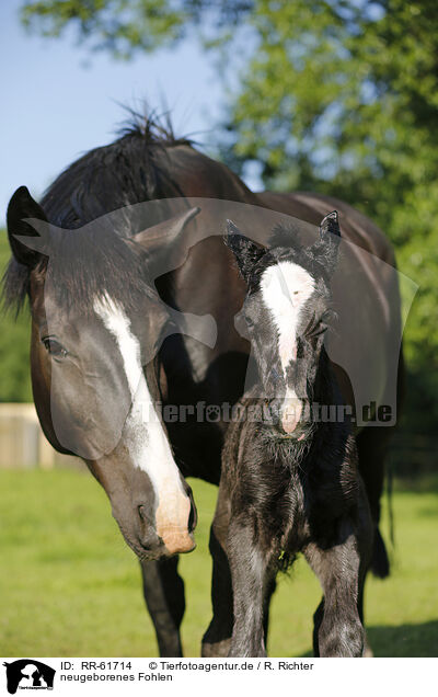 neugeborenes Fohlen / newborn foal / RR-61714