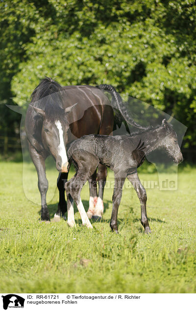 neugeborenes Fohlen / newborn foal / RR-61721