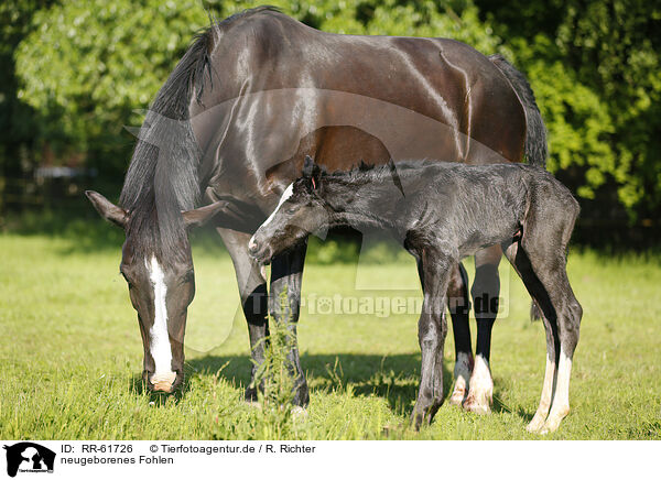 neugeborenes Fohlen / newborn foal / RR-61726