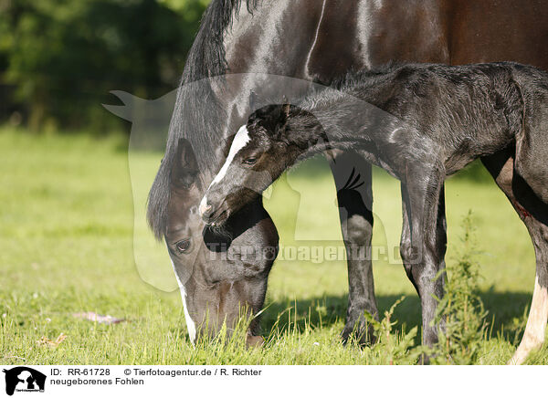 neugeborenes Fohlen / newborn foal / RR-61728