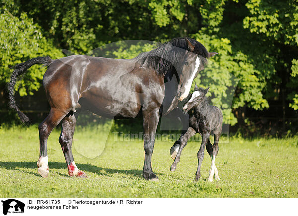 neugeborenes Fohlen / newborn foal / RR-61735