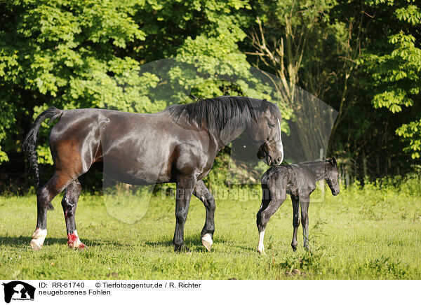 neugeborenes Fohlen / newborn foal / RR-61740