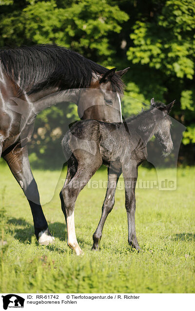 neugeborenes Fohlen / newborn foal / RR-61742