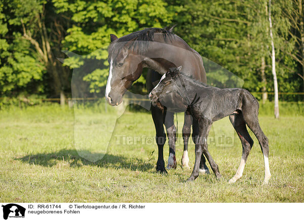 neugeborenes Fohlen / newborn foal / RR-61744