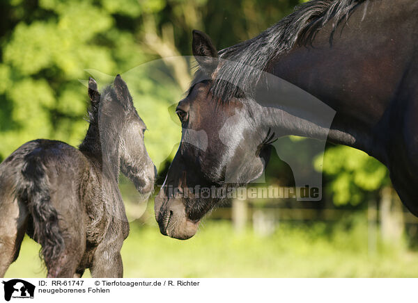 neugeborenes Fohlen / newborn foal / RR-61747