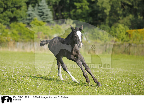 Fohlen / foal / RR-61921