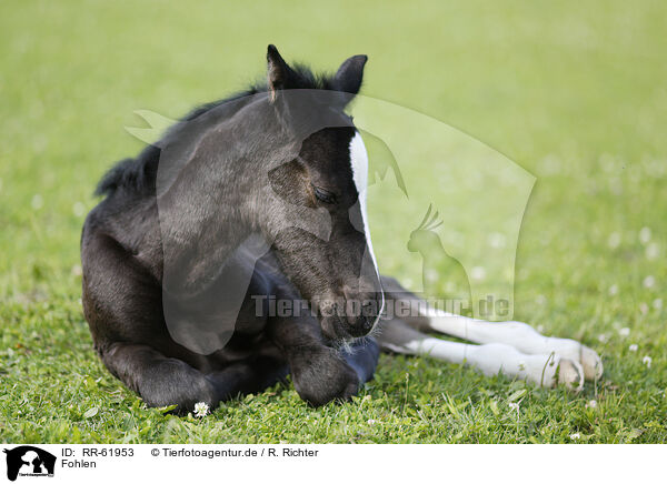 Fohlen / foal / RR-61953