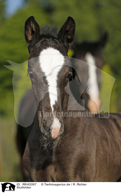 Stutfohlen / filly / RR-62067