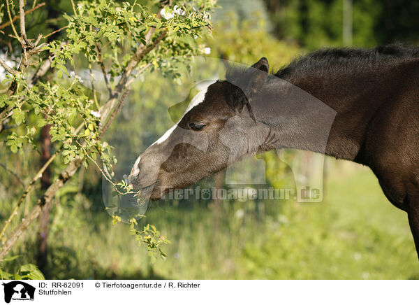 Stutfohlen / filly / RR-62091