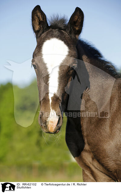 Stutfohlen / filly / RR-62102