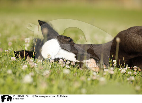 Stutfohlen / filly / RR-62106