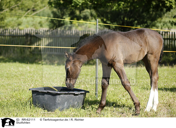 Stutfohlen / filly / RR-62111