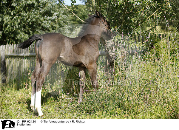 Stutfohlen / filly / RR-62120