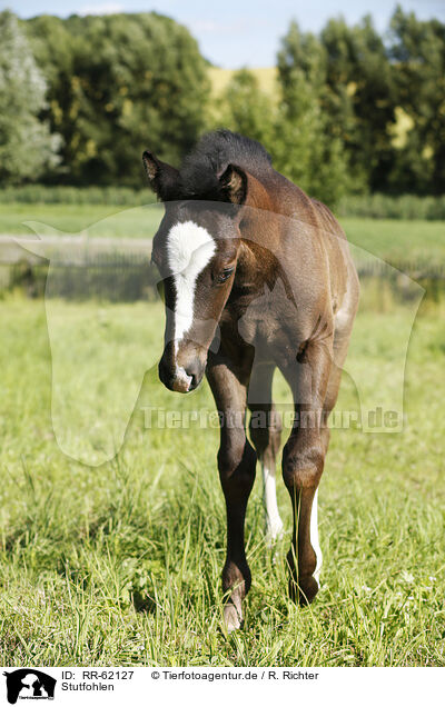 Stutfohlen / filly / RR-62127