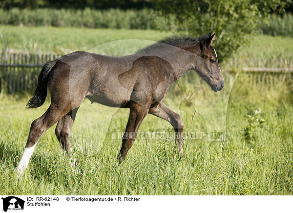 Stutfohlen / filly / RR-62148