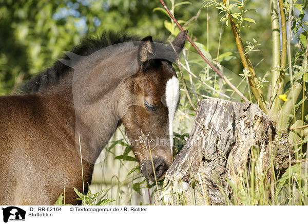 Stutfohlen / filly / RR-62164