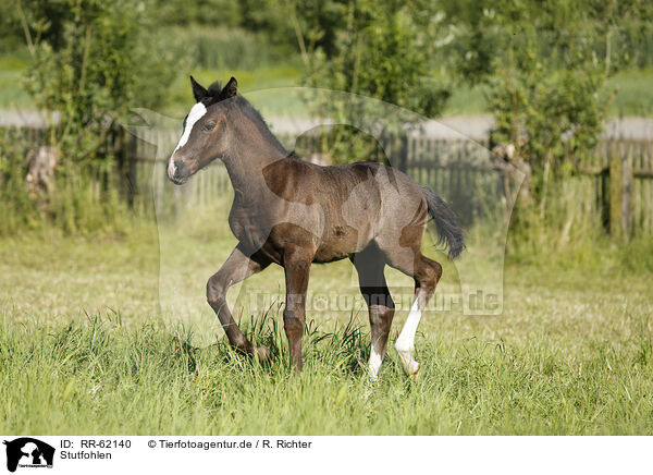 Stutfohlen / filly / RR-62140