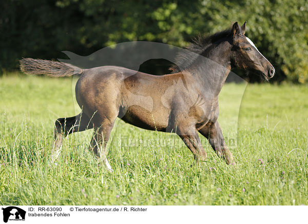 trabendes Fohlen / trotting foal / RR-63090