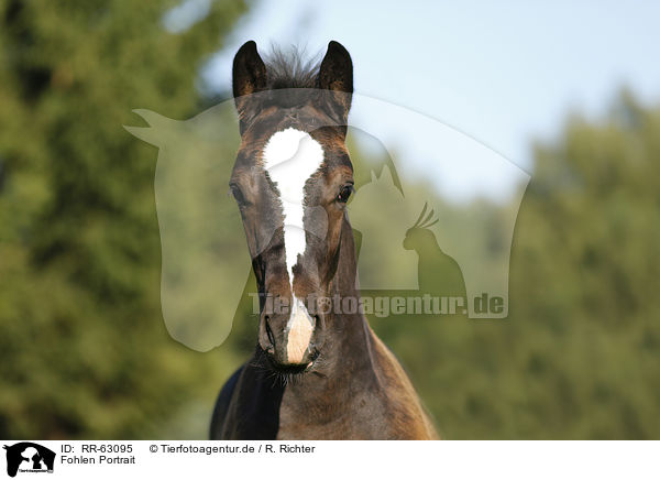 Fohlen Portrait / foal portrait / RR-63095