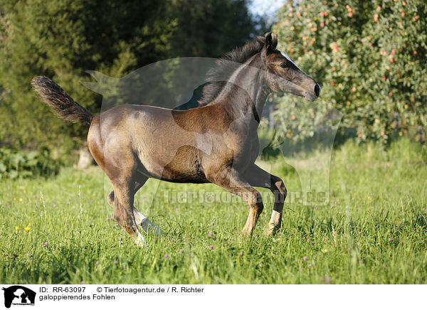 galoppierendes Fohlen / galloping foal / RR-63097