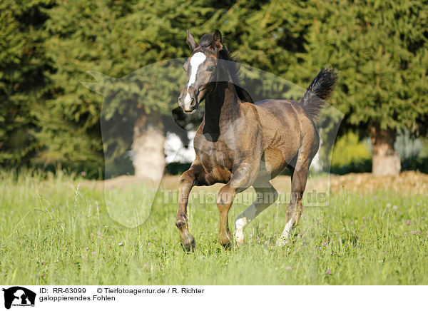 galoppierendes Fohlen / galloping foal / RR-63099