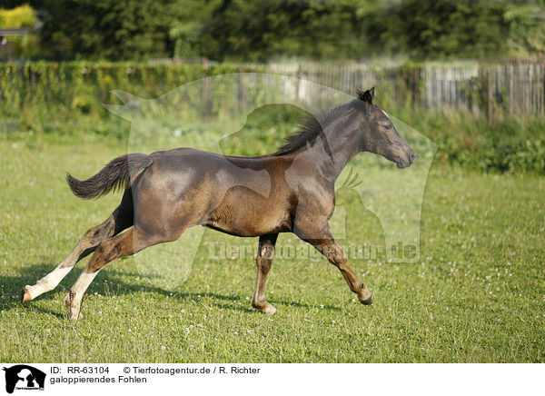 galoppierendes Fohlen / galloping foal / RR-63104