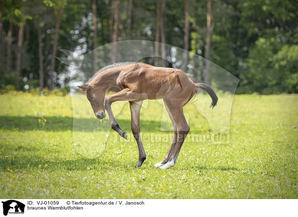 braunes Warmblutfohlen / brown wamblood foal / VJ-01059