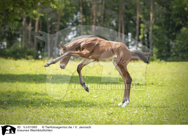 braunes Warmblutfohlen / brown wamblood foal / VJ-01060