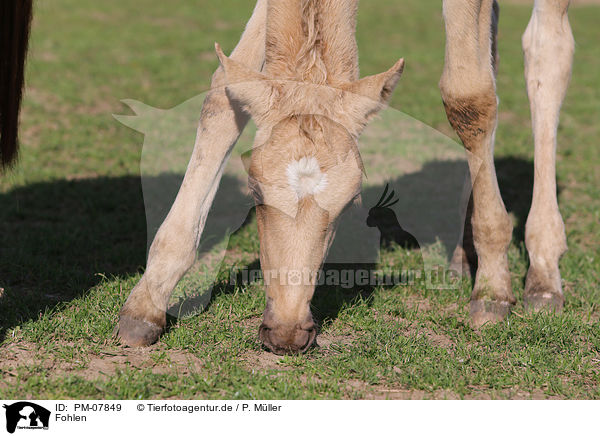Fohlen / foal / PM-07849