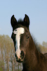 Warmblut Fohlen mit Blesse