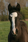 Warmblut Fohlen mit Blesse