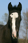 Warmblut Fohlen mit Blesse