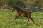 junges Warmblut Fohlen auf der Weide