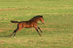 galoppierendes Fohlen