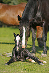 neugeborenes Fohlen