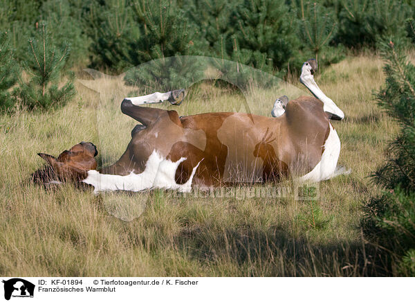 Franzsisches Warmblut / KF-01894