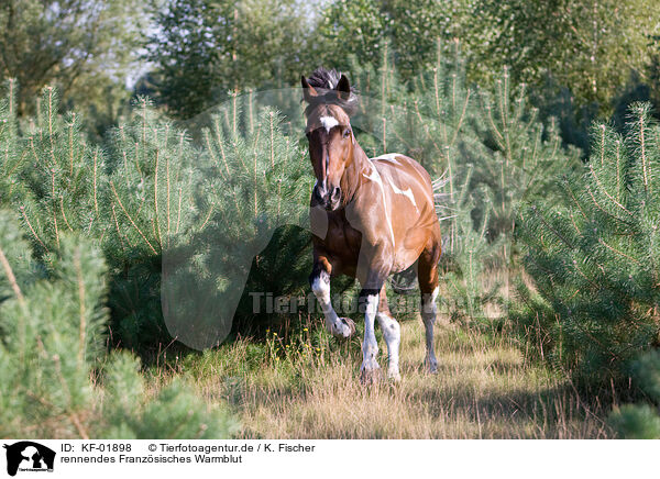 rennendes Franzsisches Warmblut / running french warm-blood / KF-01898