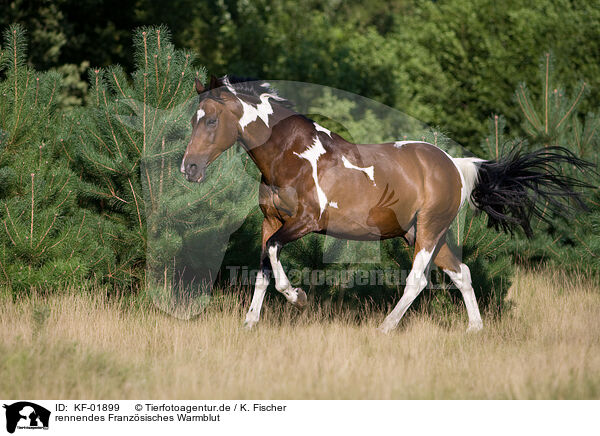 rennendes Franzsisches Warmblut / running french warm-blood / KF-01899