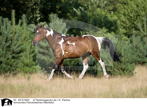 rennendes Franzsisches Warmblut / running french warm-blood / KF-01900