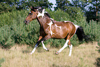 rennendes Franzsisches Warmblut