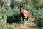 rennendes Franzsisches Warmblut