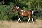 rennendes Franzsisches Warmblut