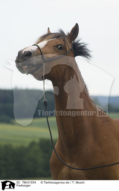Freiberger / Freiberger Horse / TM-01554