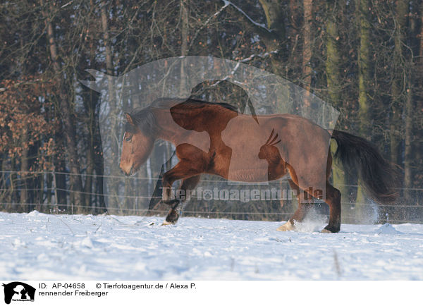 rennender Freiberger / running Freiberger / AP-04658