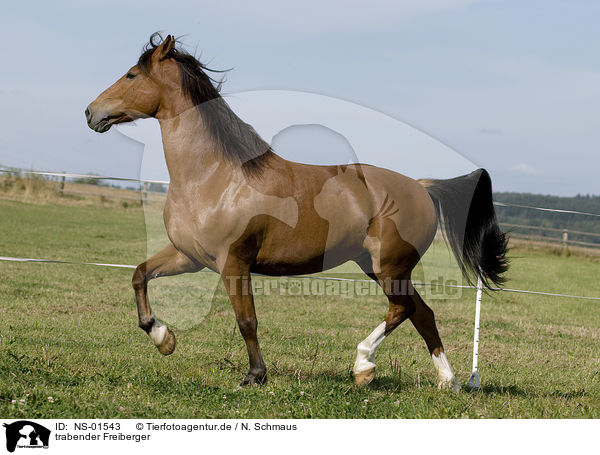 trabender Freiberger / trotting horse / NS-01543
