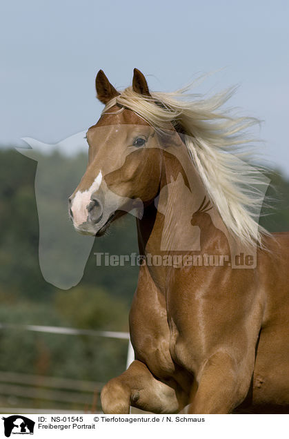 Freiberger Portrait / horse portrait / NS-01545