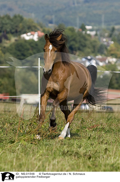 galoppierender Freiberger / galloping horse / NS-01548
