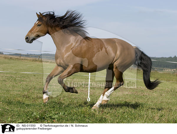 galoppierender Freiberger / galloping horse / NS-01550