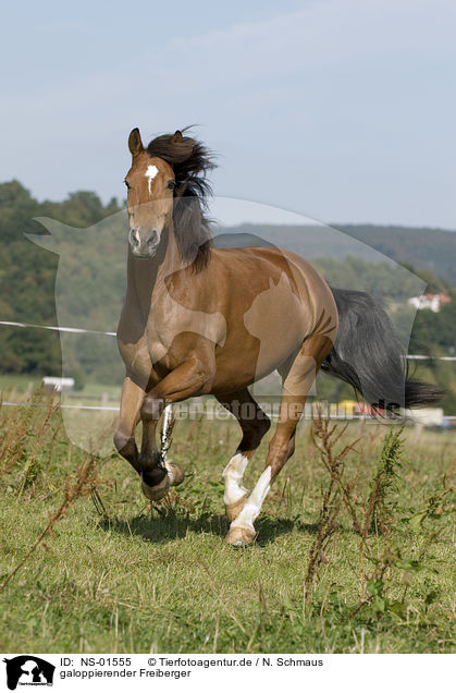 galoppierender Freiberger / galloping horse / NS-01555