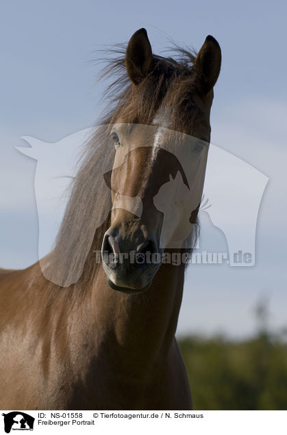 Freiberger Portrait / horse portrait / NS-01558
